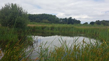 a pond with lots of green plants around the boundary