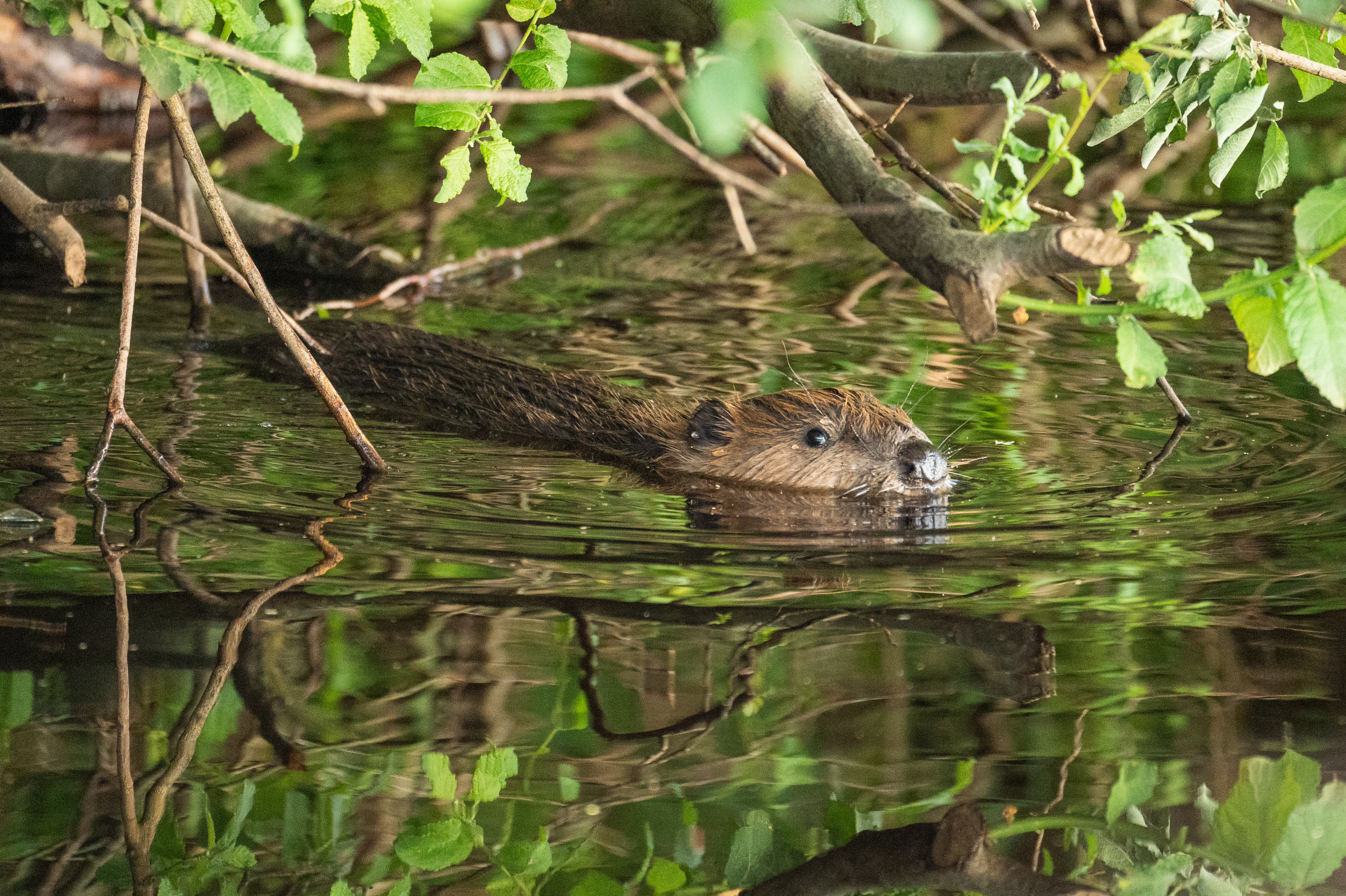 A photo of a beaver gliding through the water under cover of a leafy tree. Credit Krzysztof Dabrowsk