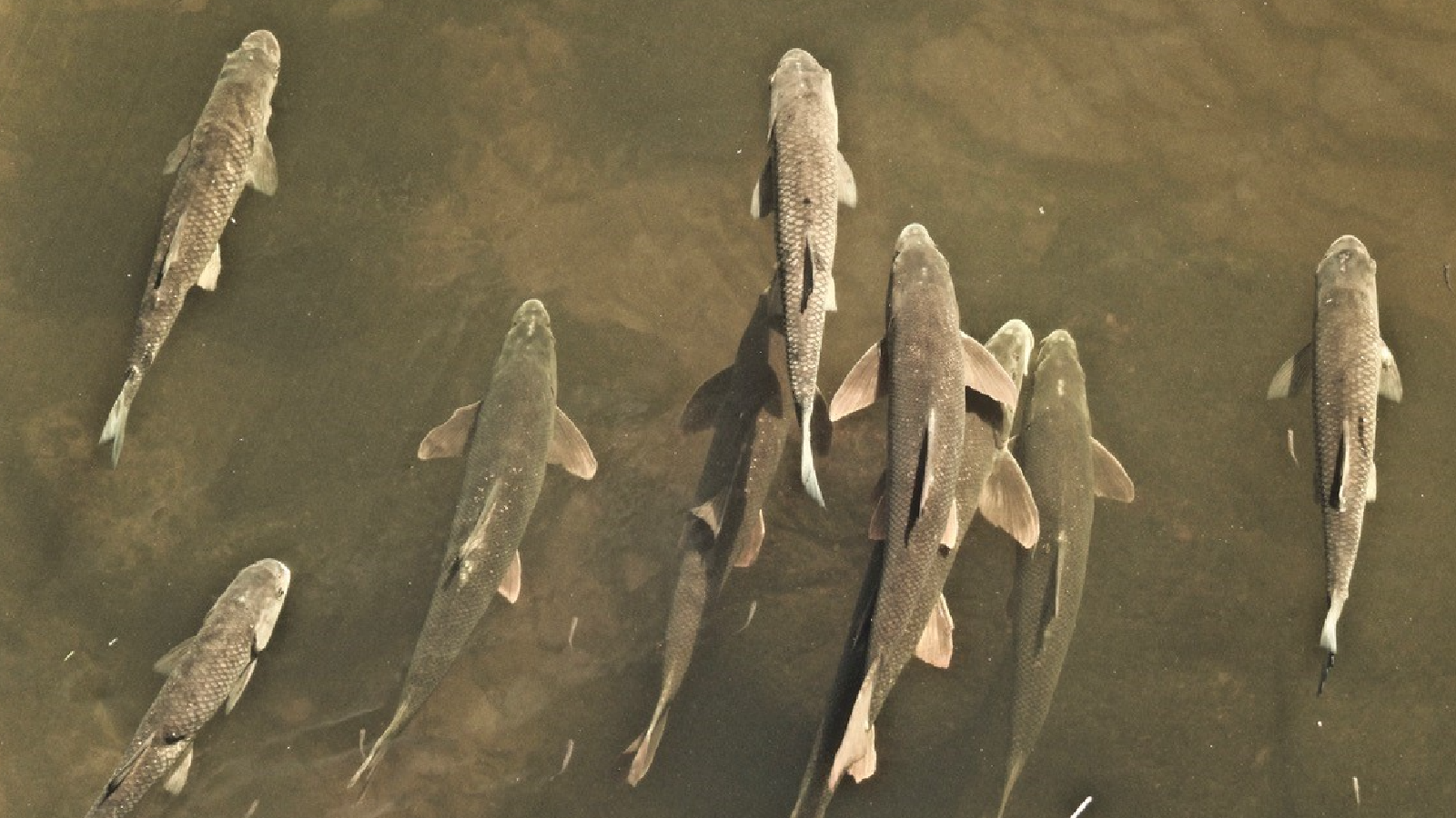 A group of eight fish swims just below the surface of murky water, their bodies partially visible and creating soft shadows.