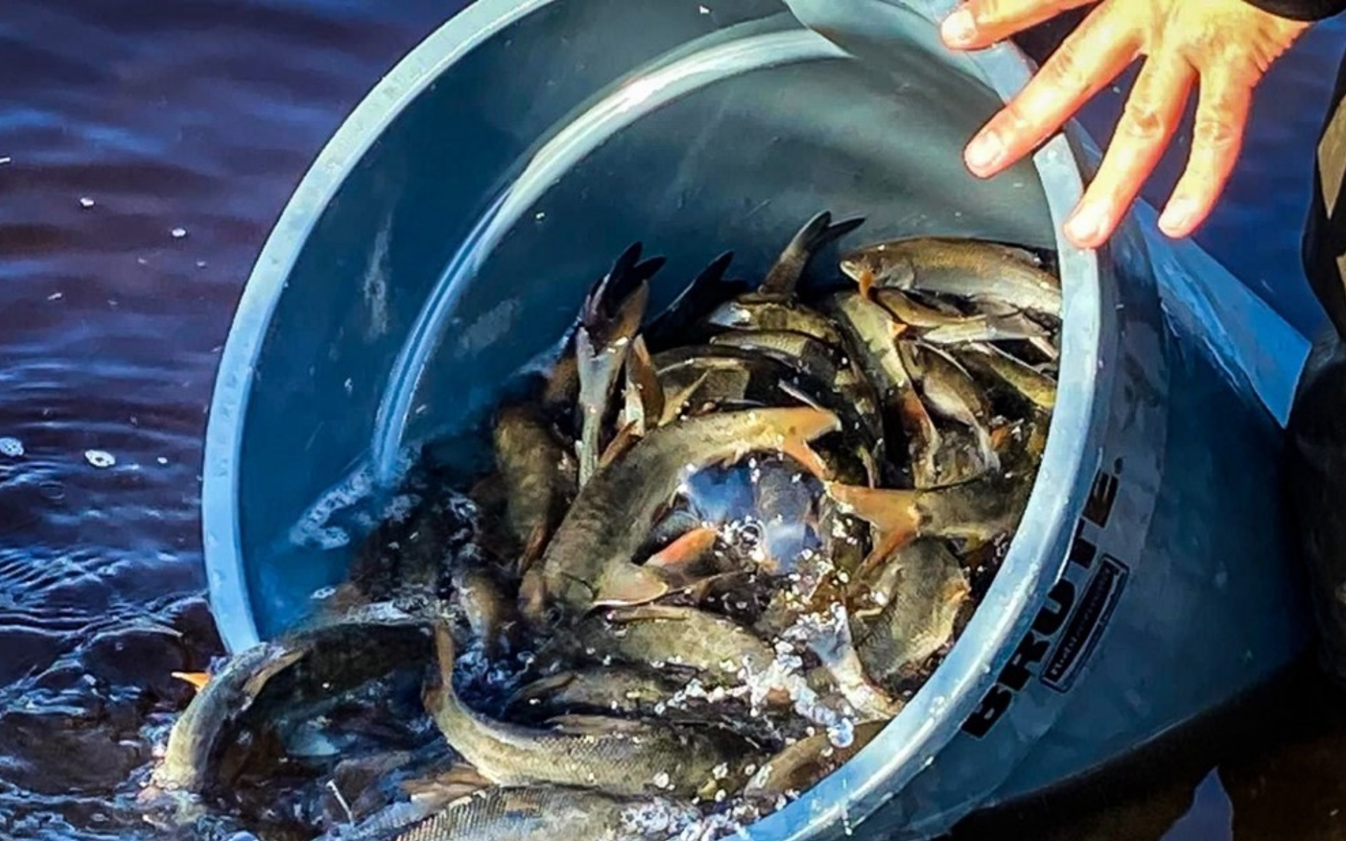 A person pours a bucket filled with slim, live fish into a body of water, creating splashes and ripples.