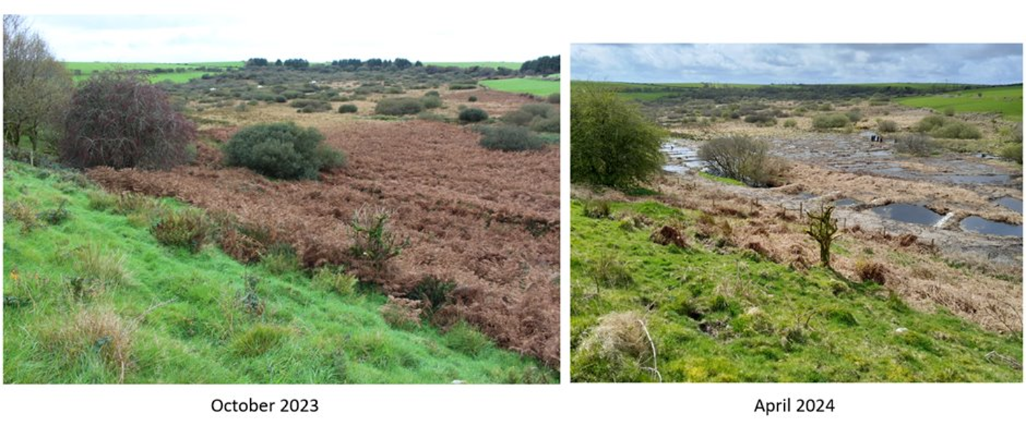 Results of peatland restoration works on Bodmin Moor, comparing the site in October 2023 and April 2024. 