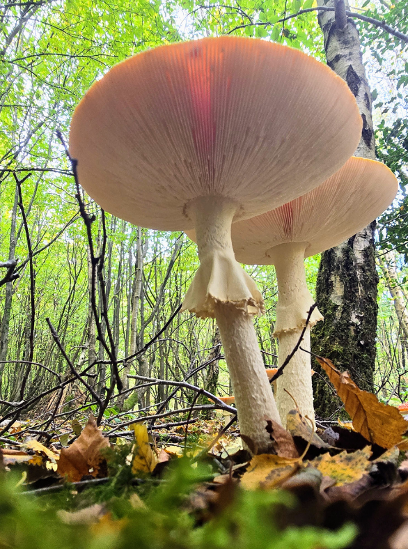Photo of a fungi on the woodland floor taken from below 