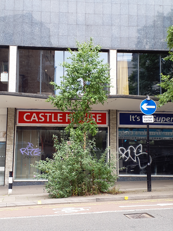 A birch tree on a city centre street. Shops are in the background, with a red cycle route painted on the road in front of the tree. A blue road sign with a white arrow pointing left is mounted on a pole to the right of the tree, with a sign that reads 'Except cycles'.