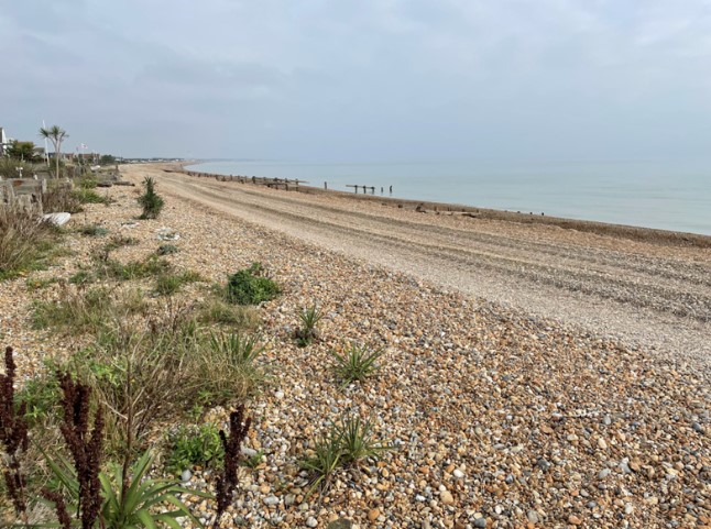 View of Pevensey beach showing vegetated shingle with low-growing plants in the foreground and a wide shingle shoreline.