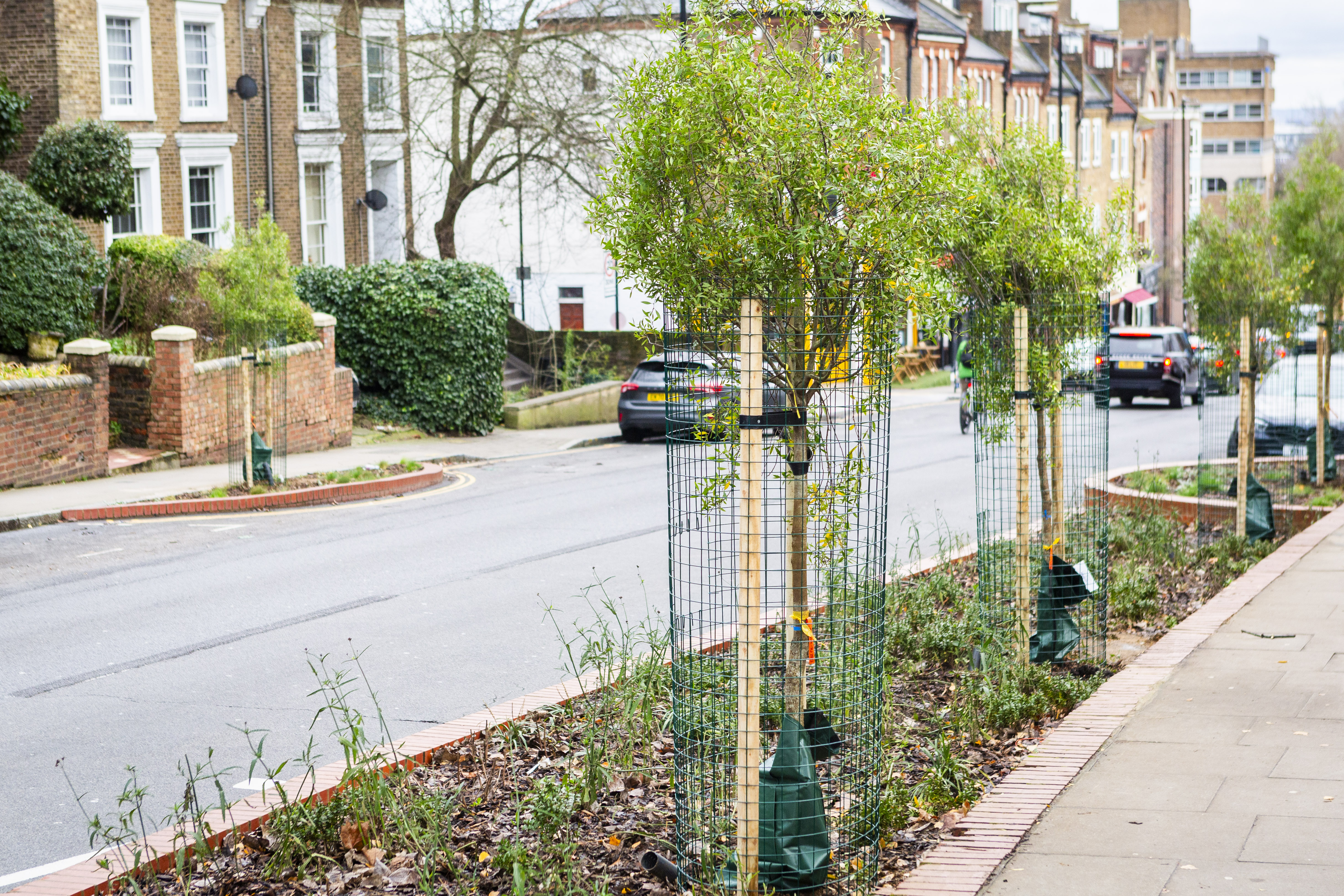 Trees on an urban street
