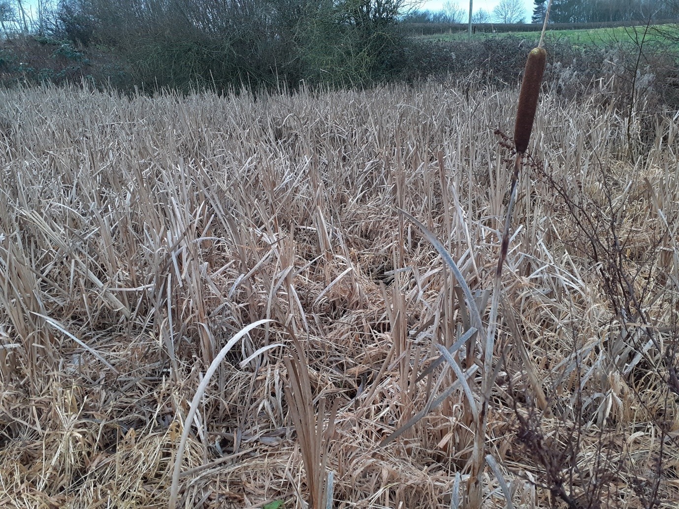 Picture of an overgrown pond