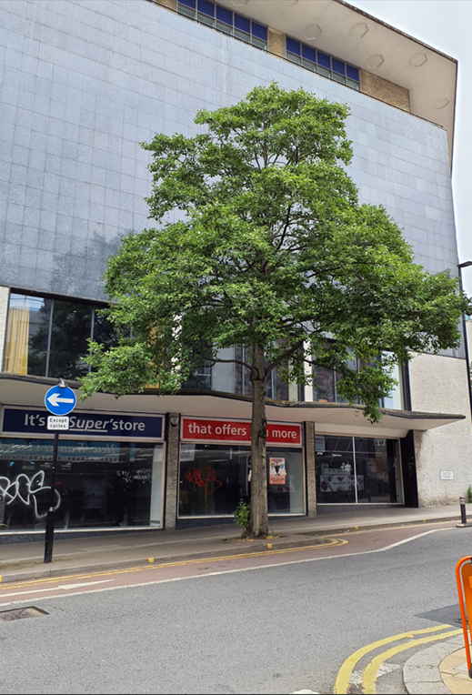 A large alder tree on a city centre street. Shops are in the background, and a red cycle route is painted on the road in front of the tree. 