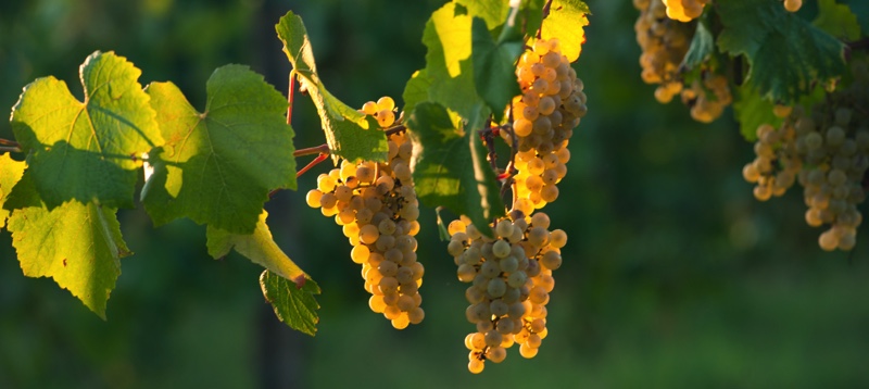 Bilde av Lorenzon Friuli 1