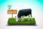 El Orman Association photo 3