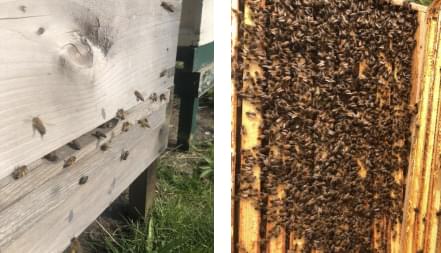 internal hive structure
