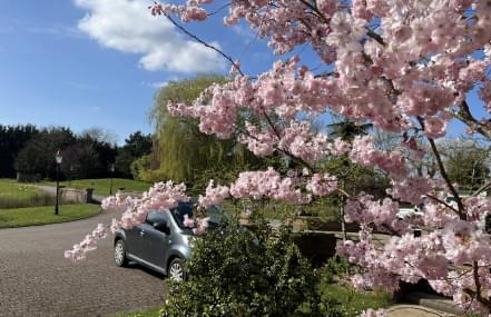 Thorne trees