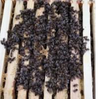 bee fondant