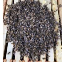 oxybee product