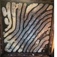 internal hive structure