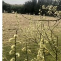 bee trees