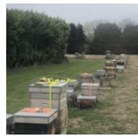 hive alive