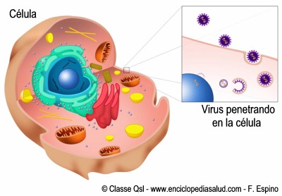 Infección de una célula por un virus