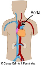 D aorta