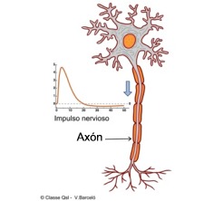 D axon