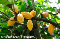 D cacao