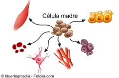D celulamadre