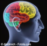 D cerebro
