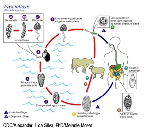 Fascioliasis taxonómia