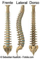 D columnavertebral