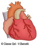 D corazon