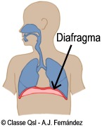 D diafragma