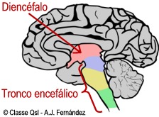 D diencefalo