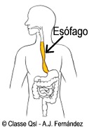 D esofago
