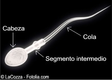 D espermatozoide