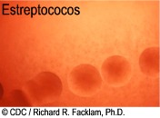 D estreptococos