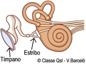 D estribo