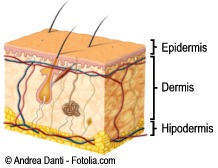 D estructurapiel