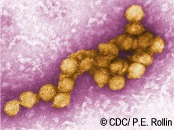 D flavivirus