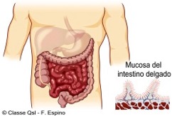 D intestino