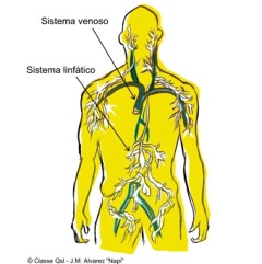 D linfatico