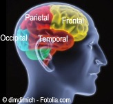 D lobulocerebral