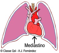 D mediastino