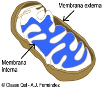 D mitocondria