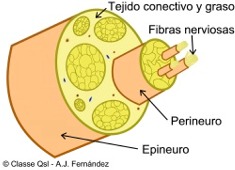 D nervio