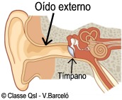 D oidoexterno