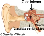 D oidointerno