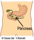 D pancreas