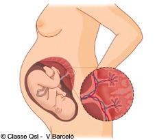 D placenta