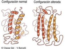 D prion