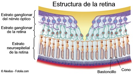 D retina