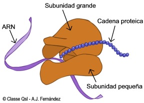 D ribosoma